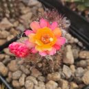 Hybride Funkenmariechen